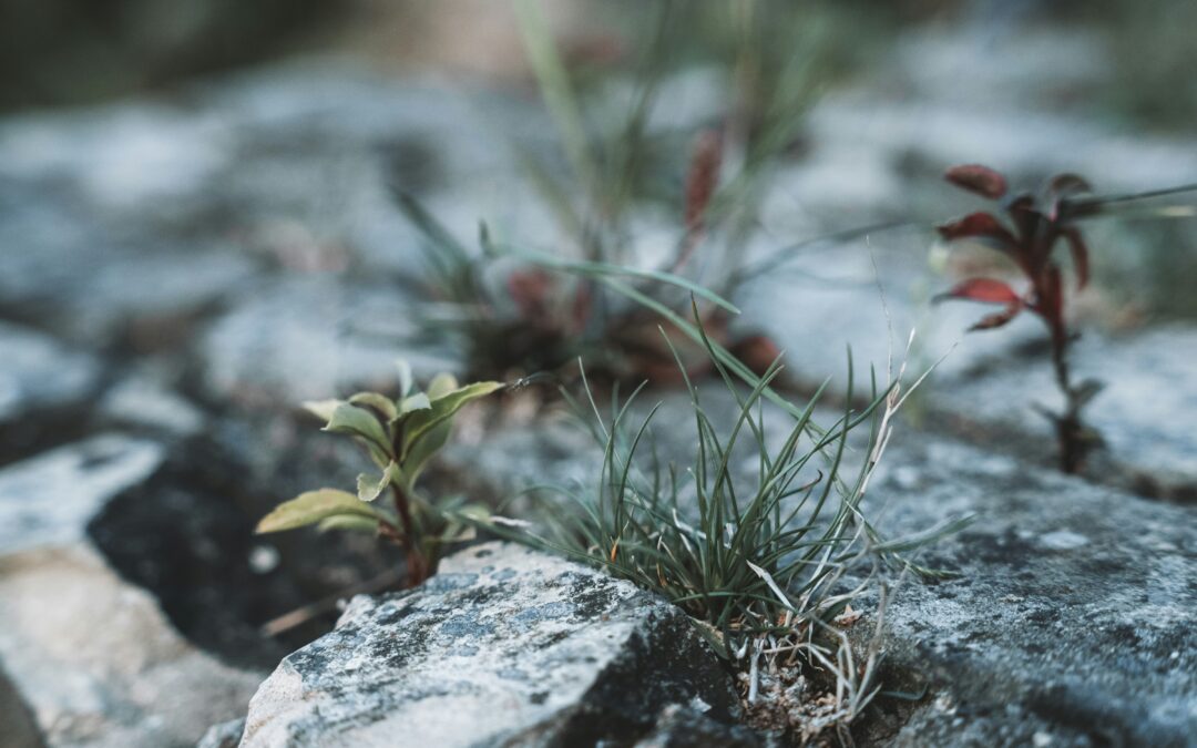 Resilient Presence in Distressing Times