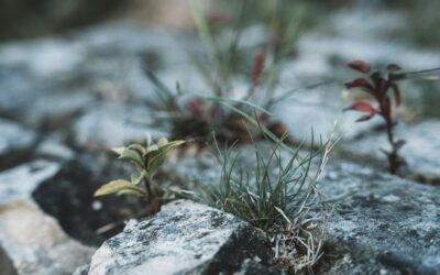 Resilient Presence in Distressing Times