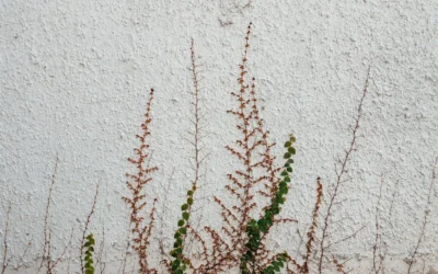 Listening Inward Prompt #5: The Texture of Delight