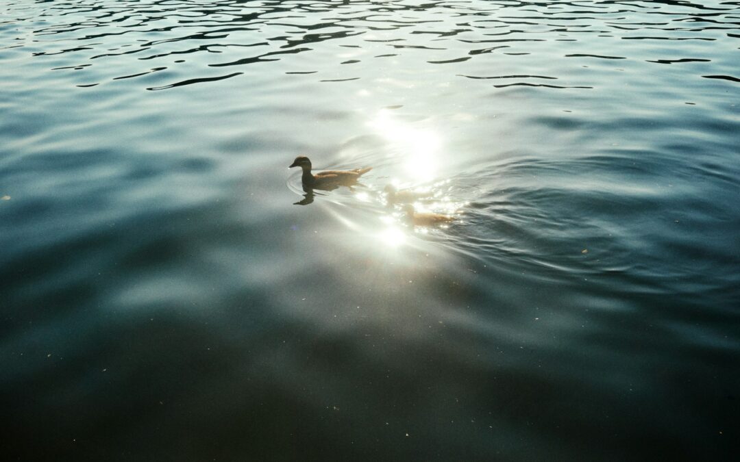 Bird on water with sun reflecting.